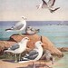 Beach Art Bird Print, Seagulls (Beach House Decor, 1930s Wall Art) No. 309-1