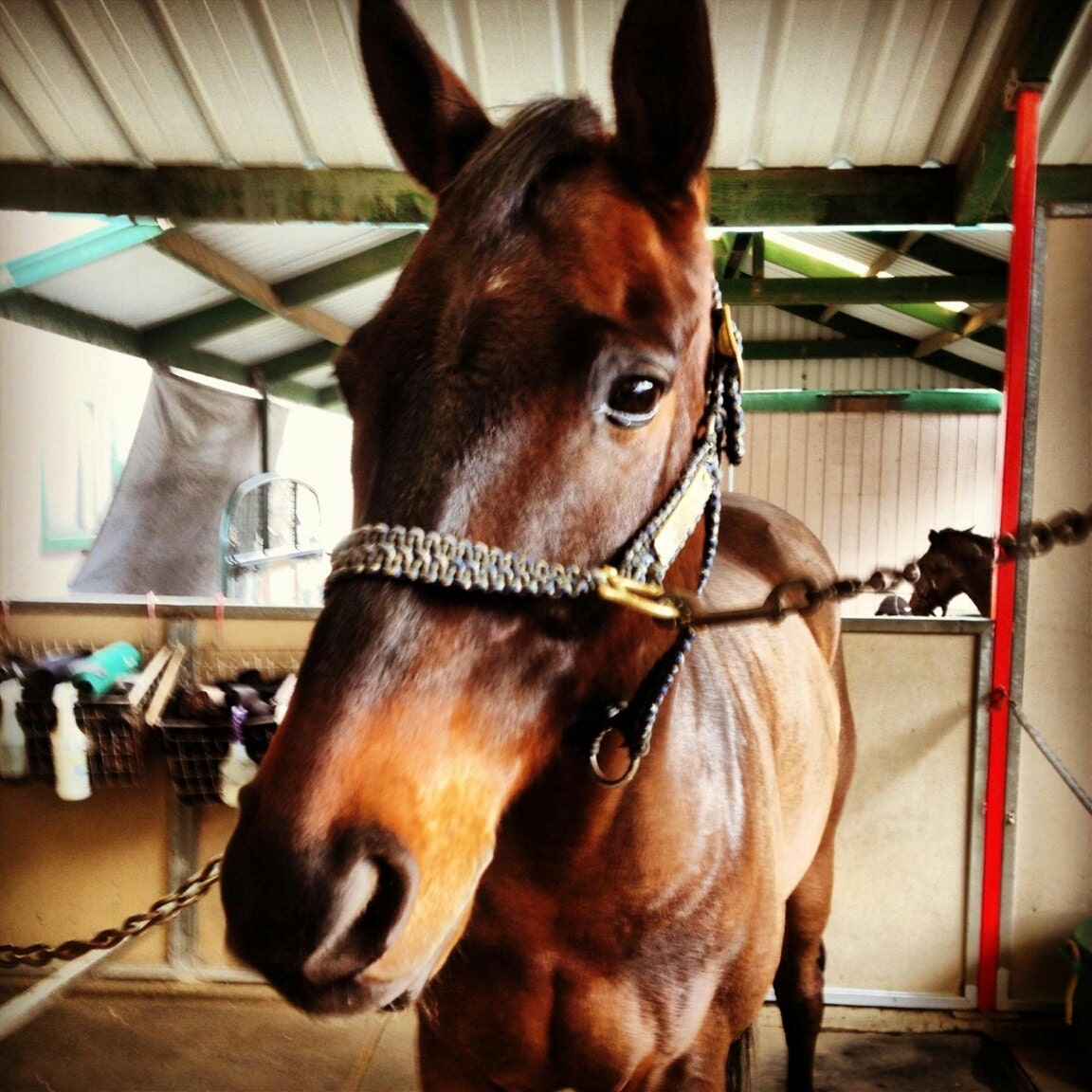 Paracord Horse Halter Custom made by ForeverVirgin on Etsy