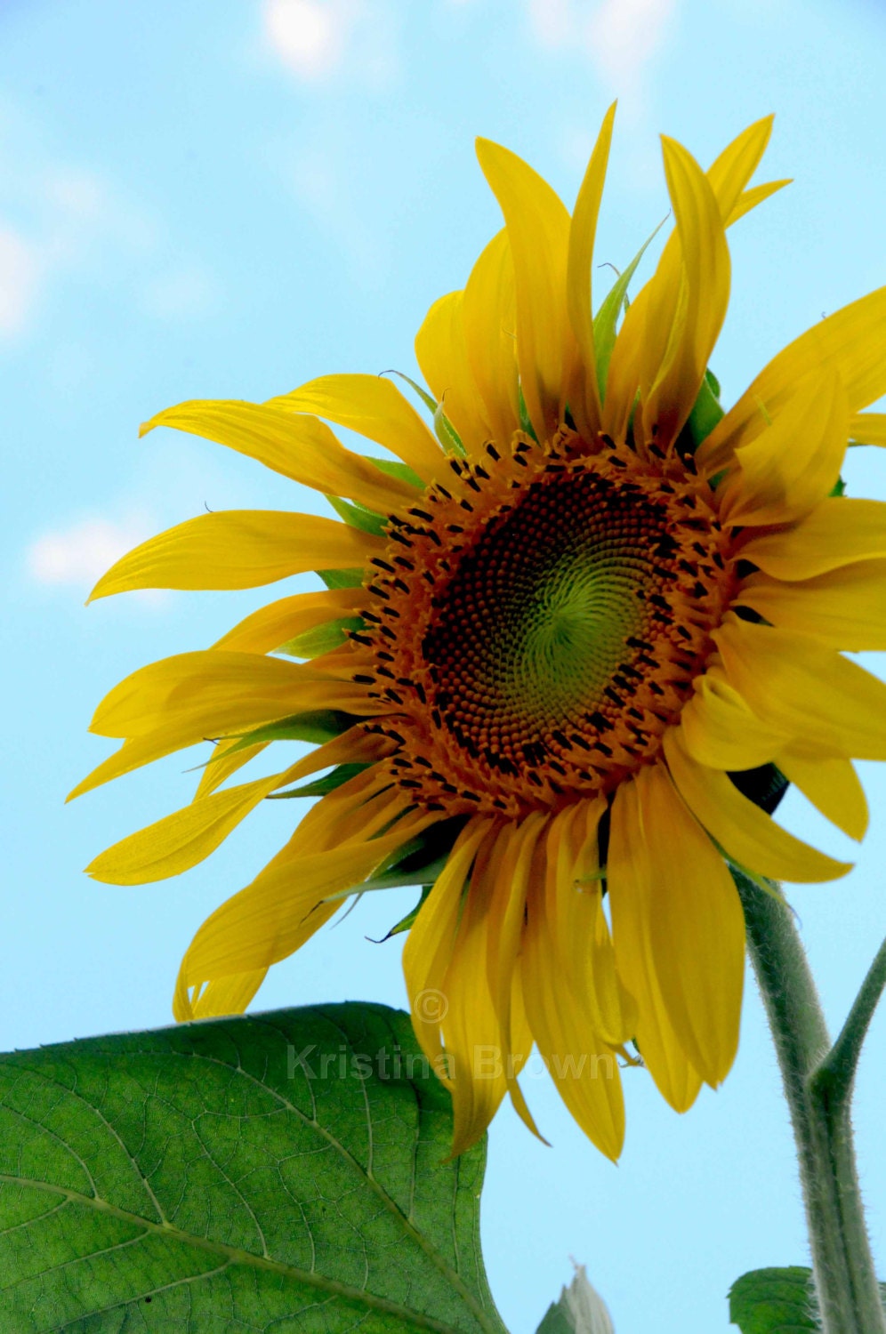 Sunflower Photo, Free Shipping, Flower, Art Print Photograph, Nature Picture, Bright Colorful, Wall Art, Home Decor, Yellow, Blue - SilverBirdBoutique