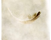 Neutral Home Decor Photography, beige, brown, feather, Air, nature fine art photography print 8x8