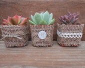 RESERVED For Zach, 50 Minty Green Succulents For Wedding Favors, DIY Kit With Burlap And Buttons, Ship August 20 - SucculentsGalore