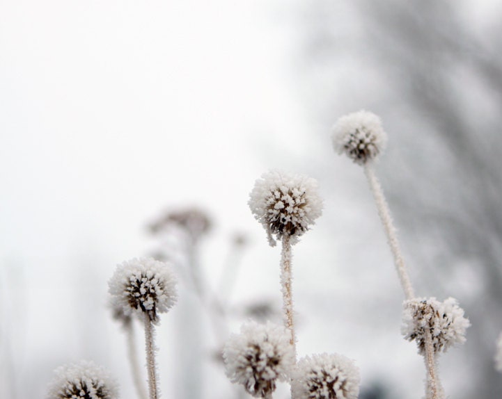 Snow on the Flowers a Minimal Winter Garden Photograph - lucysnowephotography