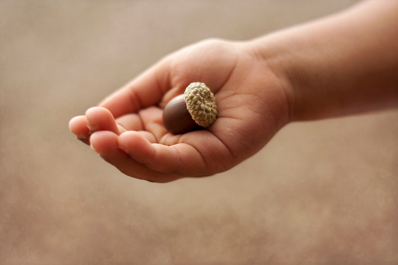 possibility, acorn, hand, childrens wall art, nursery decor, brown, neutral, 8 x 10 photograph, home decor - alifethroughthelens
