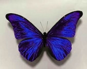 10 Beautiful 3D Sapphire Blue Sparkling Wedding Bedroom Butterflies Flower- Table Decorations - MyButterflyLove