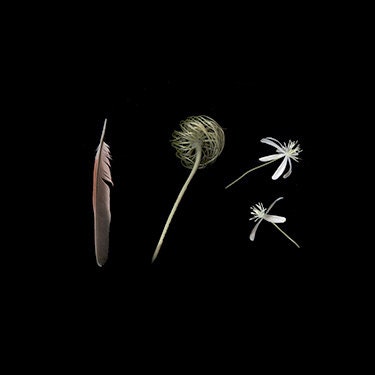 Fall, winter garden details photograph feather, clematis seedhead, sweet autumn clematis blooms - GardenCapture
