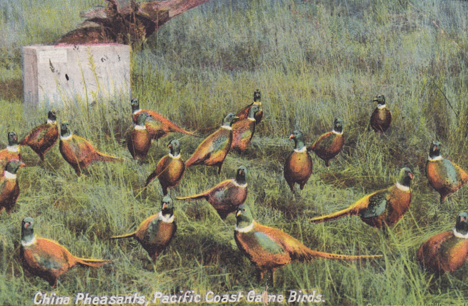 OREGON - CHINA PHEASANTS, Pacific Coast Game Birds, Vintage Postcard Used & Stamped, 1910s - AgnesOfBohemia