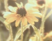 Flower photo, flower photography, country rustic art, Black Eyed Susan, dreamy ethereal photo, monochromatic, spring summer photo, viviarte - ViviArte