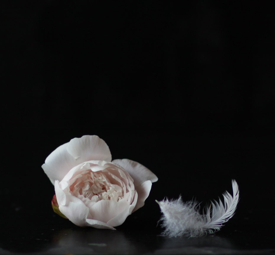 Still Life Photography of a Pale Pink Peony and a White feather on Black - lucysnowephotography