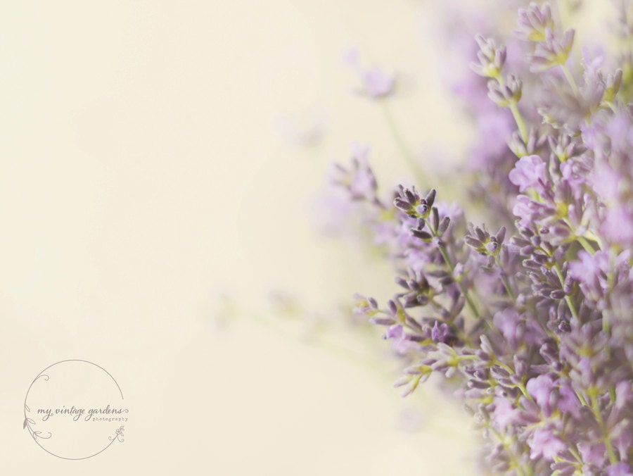 Lavender in my garden(5 x 7 Original fine art photography prints) FREE Shipping - myvintagegardens