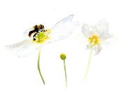 White flower and bee Watercolor Painting on Paper. Original Flower Art. Flower and Bee Painting by Michelle Dujardin - Zendrawing