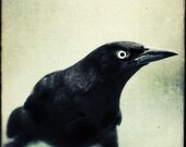 Raven Art, Crow Photo, Gothic Art Print, Wall Art, Fine Art Photograph, Black Bird Art, Bird Photography, Spooky, Goth, Fine Art Photo - RockyTopPrintShop