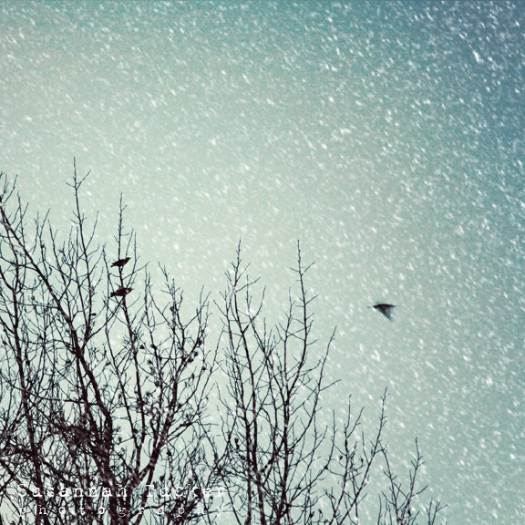Snow Flight - 8x8 bird photo - winter trees, winter, bird photography, dusk, dark blue, evening sky, snow, winter decor, nature photography - SusannahTucker
