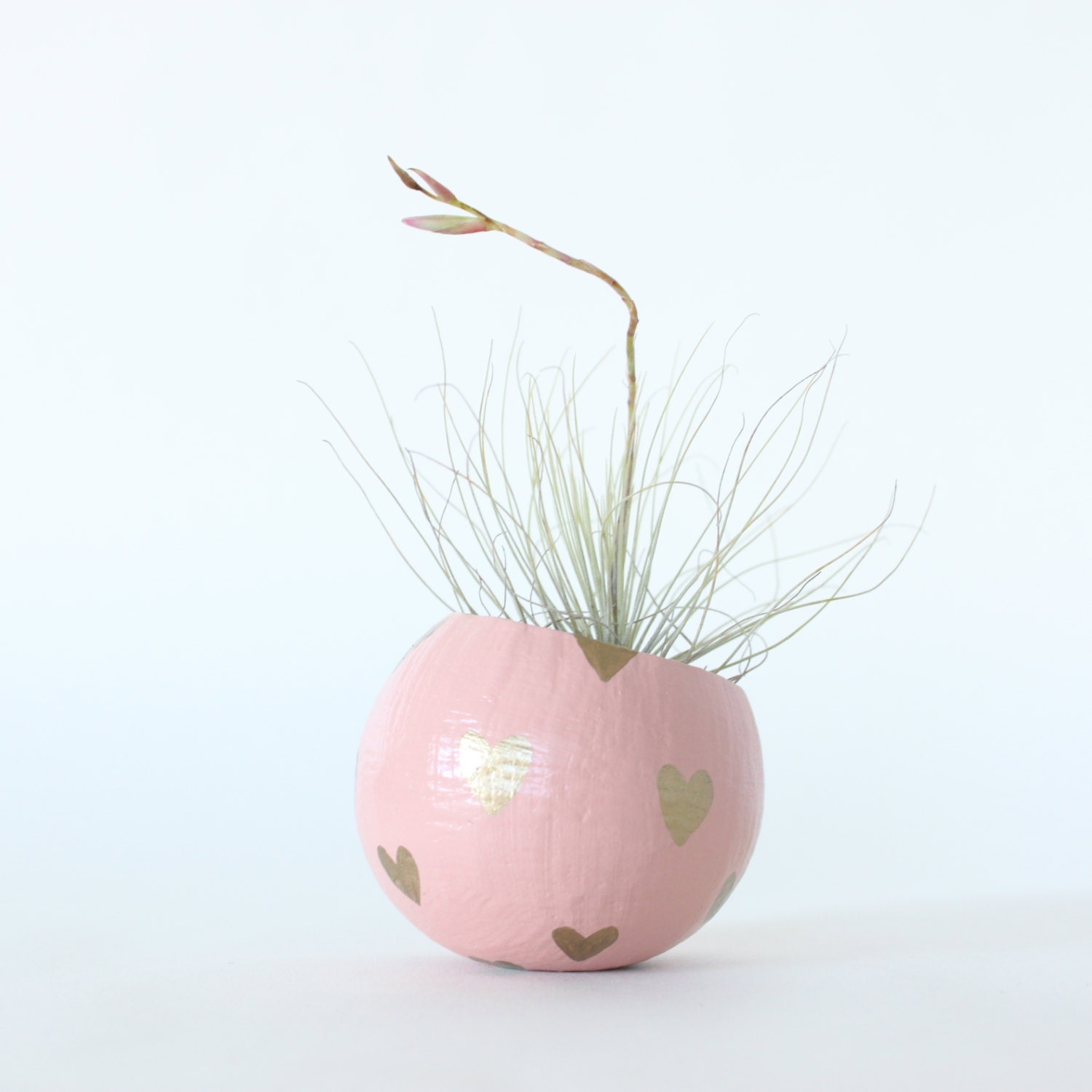 Air Plant Planter with Air Plant - Peach with Gold Hearts.  Valentine's Day Gift - ThriftedandMade