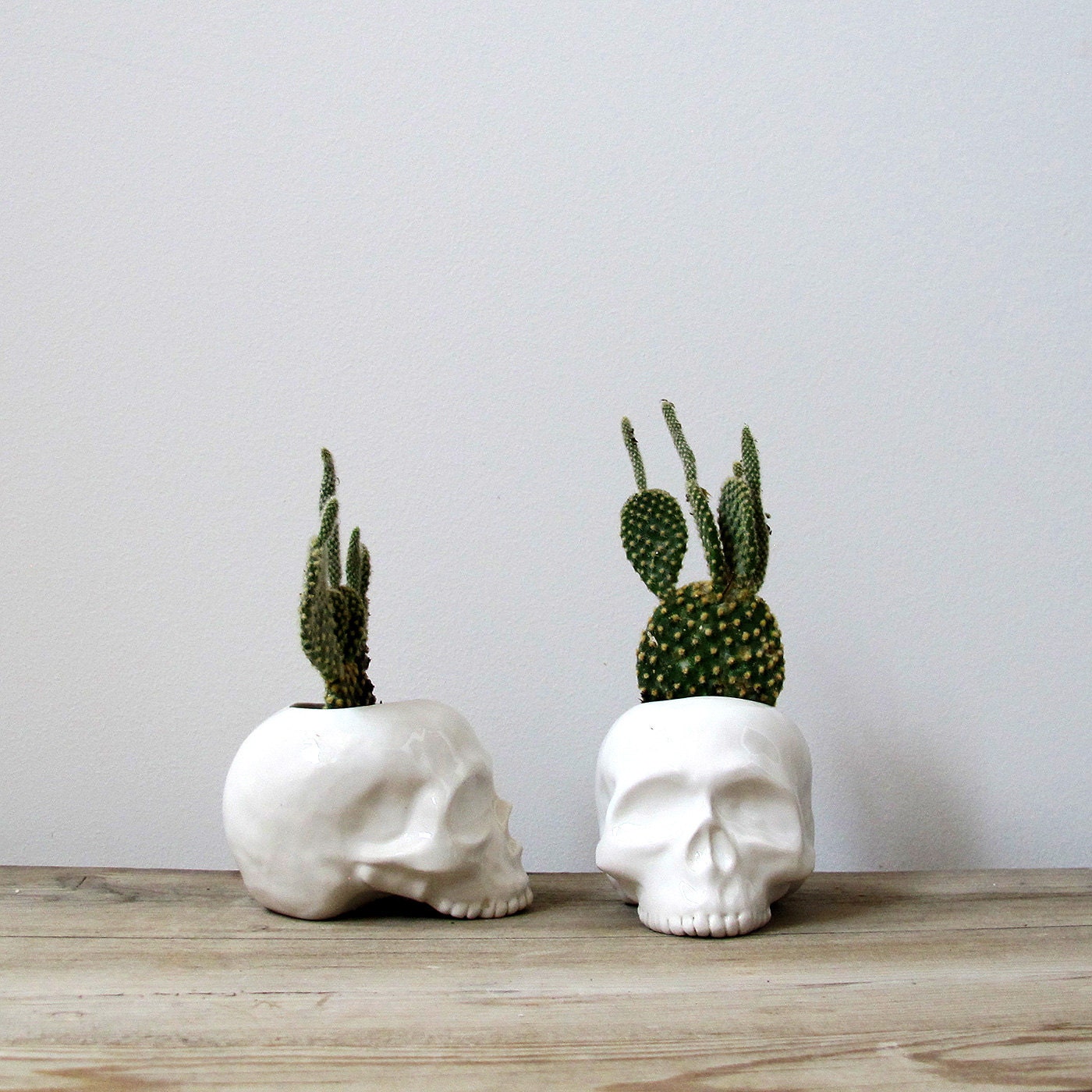 Ceramic Skull Planter - perfect for cactus succulent or air plant - mudpuppy