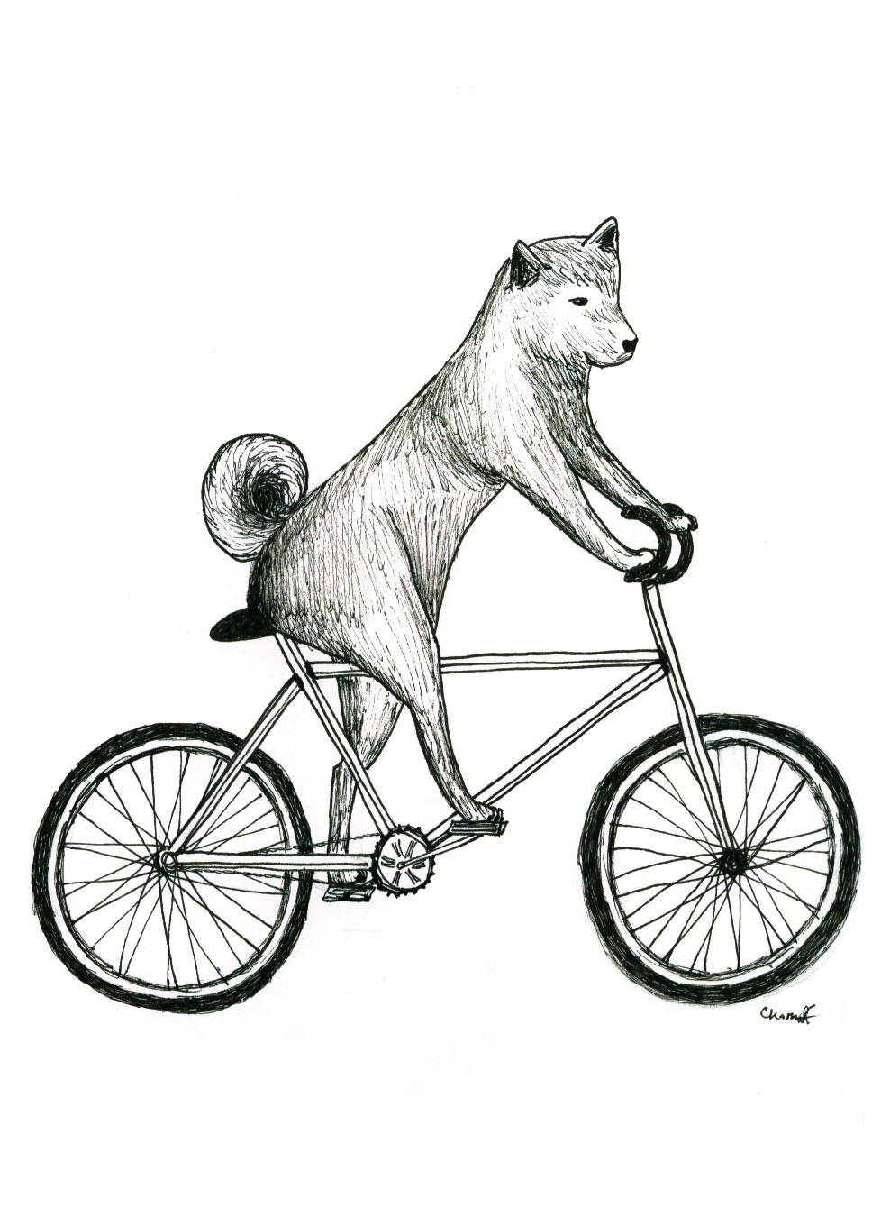 Shiba Inu Dog Riding a Bicycle Print - itllglowonyou