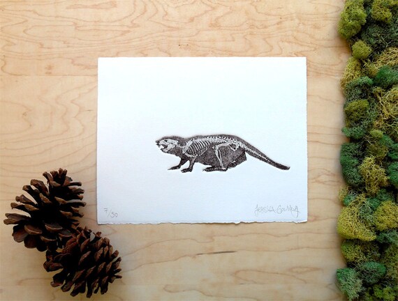 Beaver Skeleton Beaver Print Beaver Bones by naturesmyfriend