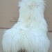 Rare Mongolian style - genuine icelandic sheepskin rug creamy white curly wool - super soft & silky - exclusive