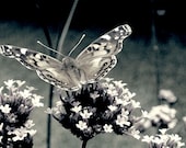 Butterfly Black and White Photography Art Print - MarshaHolmes