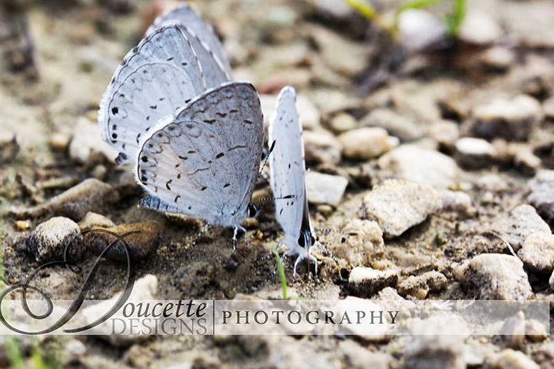 Instant Download Stock Photo-Four Butterflies-Macro Nature Photography - DoucetteDesign
