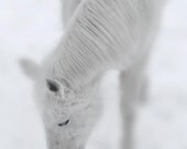 White Horse Photo, Black and White Horse Photography, Horse Photograph, Horse Art, Horse Print, Winter Snow Photo, Winter Art, 5x5 or 8x8 - RockyTopPrintShop