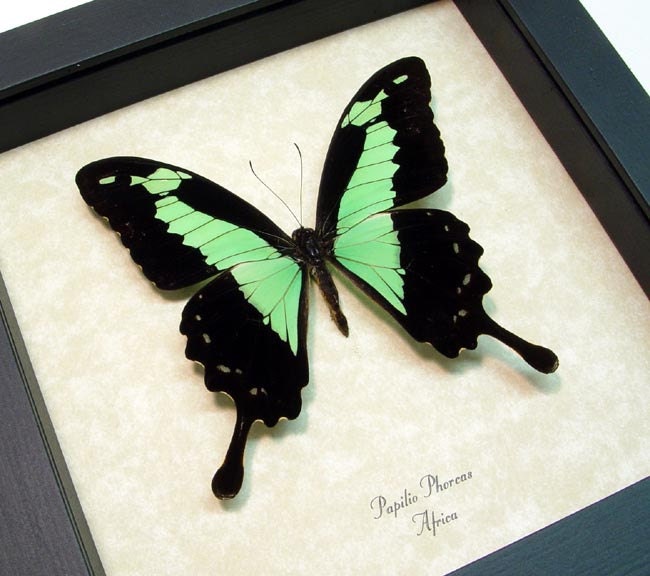 Framed Butterfly Best seller for 16 years Real Green Butterfly Display 157