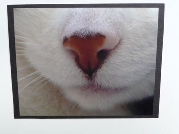 Color Close Up Cat Face Nose Picture Card by CardstockEquine