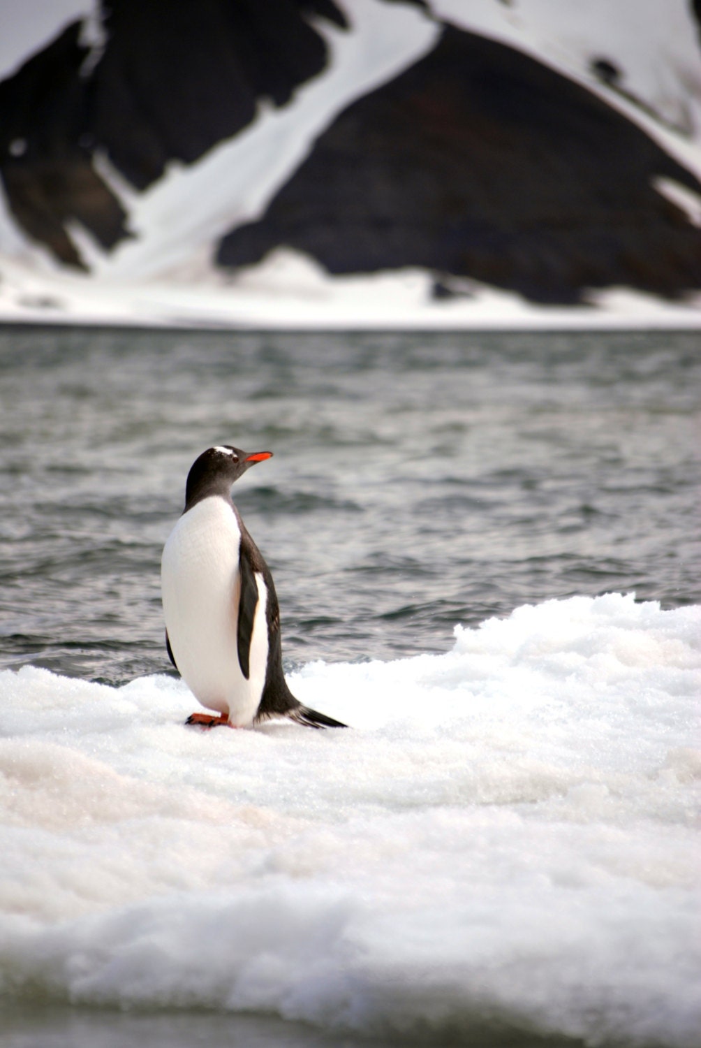 Gentoo penguin at Deception Island in Antarctica print in color or black and white. - MaggieMPhotography