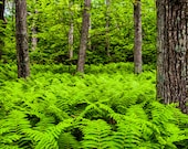 Ferns and trees in a lush forest, Shenandoah National Park, Virginia - Nature Photography Fine Art Print or Gallery Wrap Canvas Home Decor - AppalachianViews