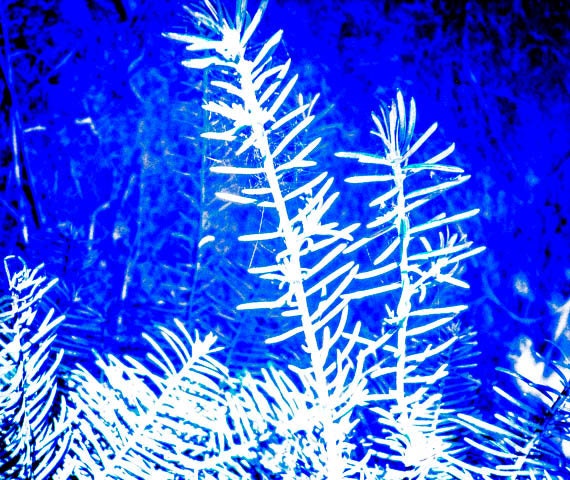 Nature Print, Tree Photography, Blue Fine Art, White And Blue Decor, Photo Wall Art, Blue Pine by Paula DiLeo_102913 - EyeSeePhoto
