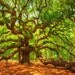 Black Friday sale, South Carolina Photography, nature photography, angel oak tree, room decor, wall art