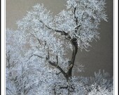 Misty Mystery - Tree in an Ice Storm- Digital Photography - OlsonPhotoandDesign