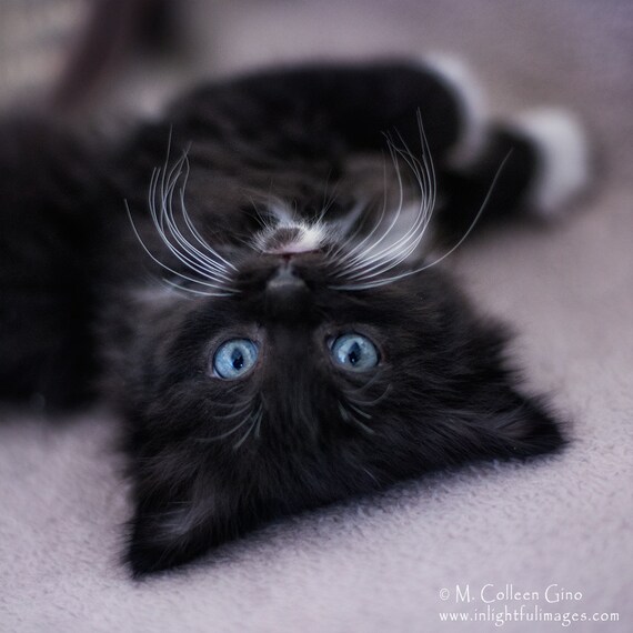 Items similar to Long Haired Black and White Tuxedo Kitten with Blue Eyes Looking Upside Down 6