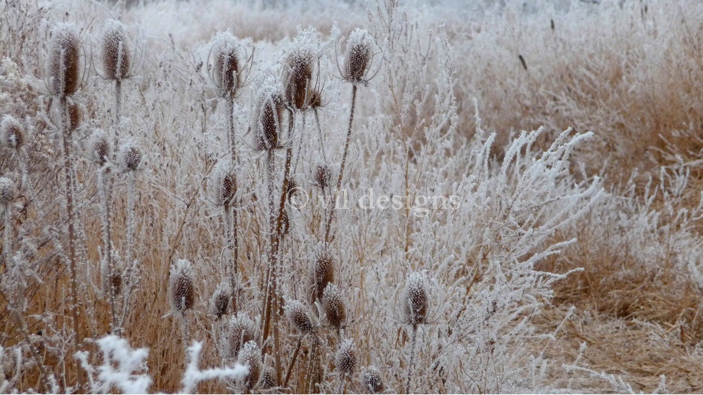 Digital Download Foggy Frosty Field 3 Digital Photography Photo Background Digital Background - SoulFILLedExpression