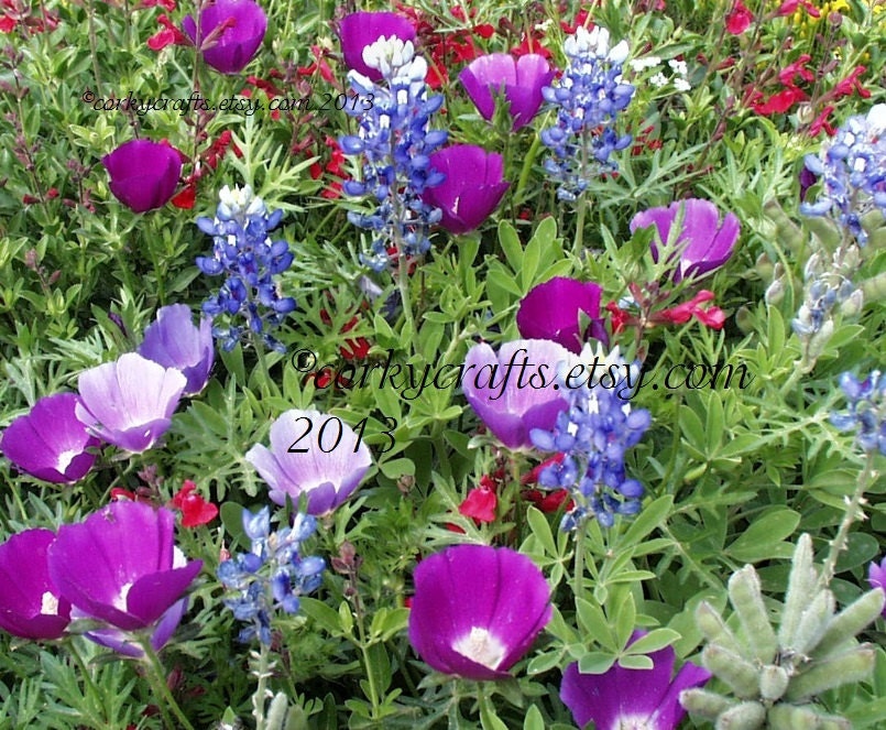 Texas wildflower seeds - garden gift/teaching gift/multi colors Texas flowers - Corkycrafts