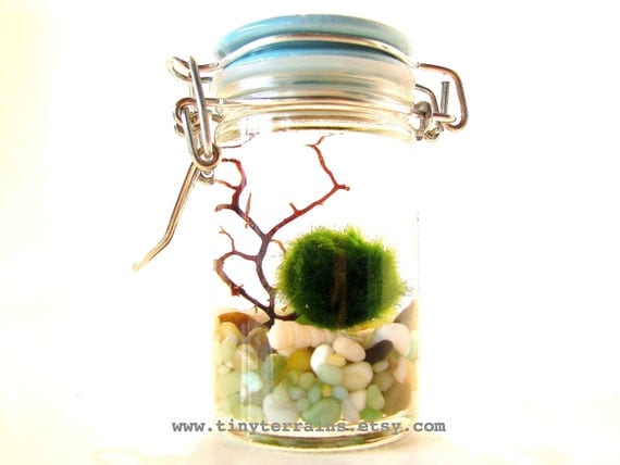 FREE SHIPPING Featured in NORDSTROM - Marimo Moss Ball Tiny Jar ...