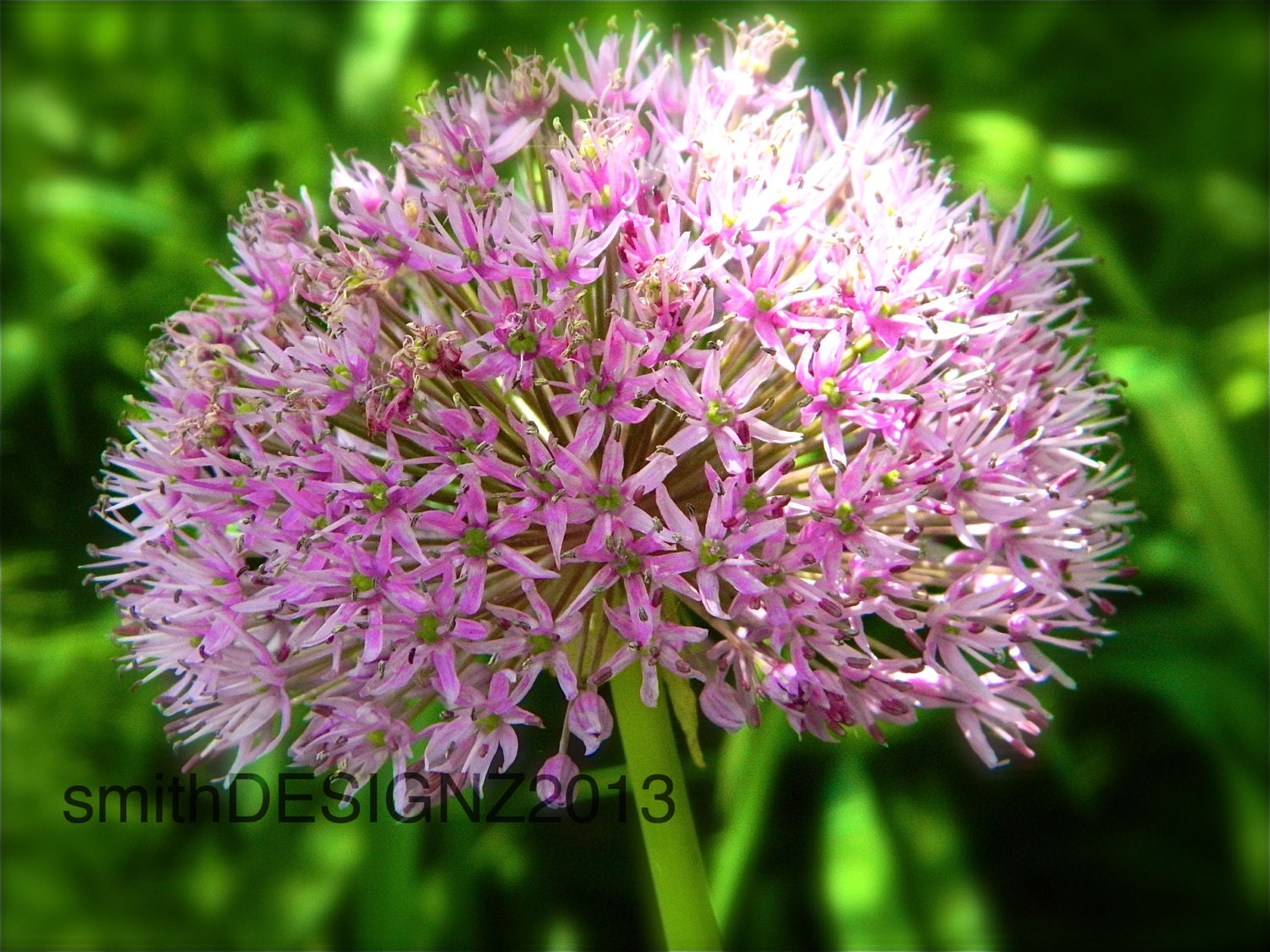 items similar to allium giganteum pink globe flowers photgraphy nature print home decor by items similar to allium giganteum pink globe flowers photgraphy nature print home decor by