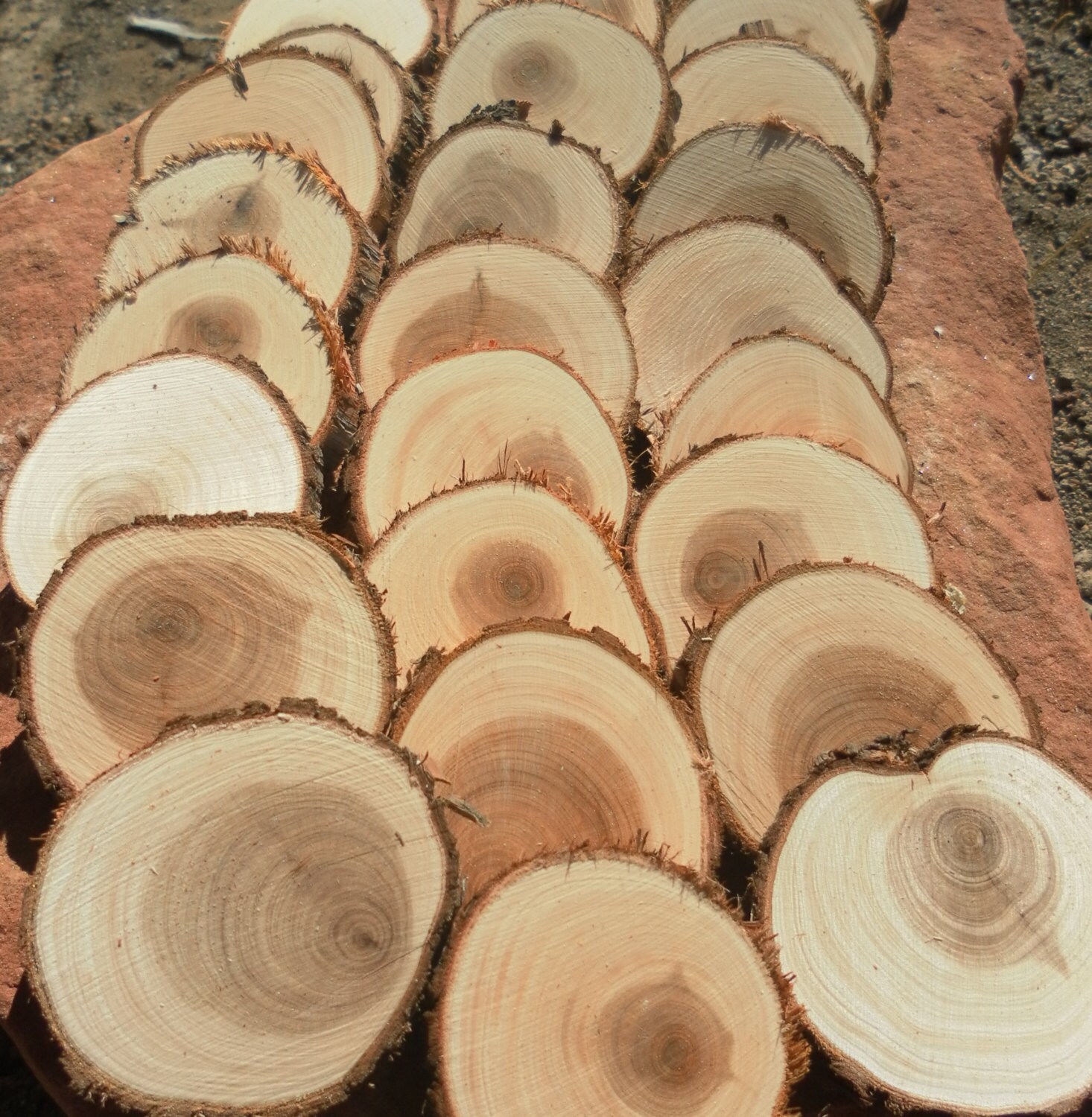 25 1.5" tree slices- Juniper wooden craft discs/tree cookies/wood 