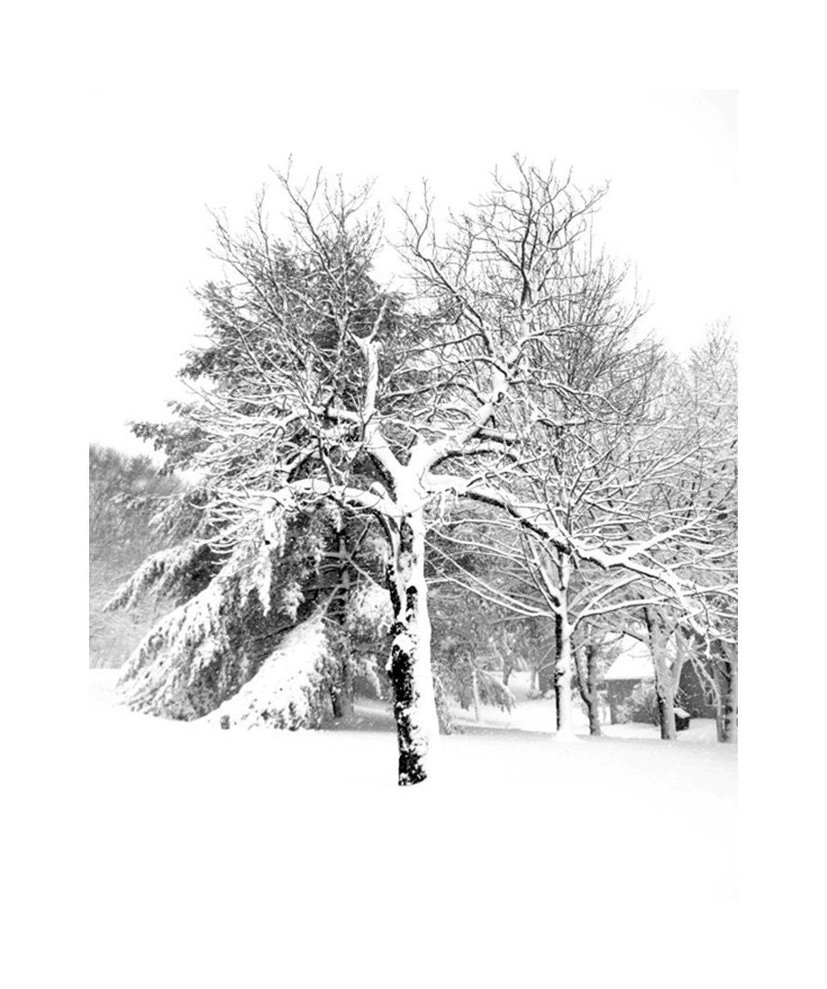 Winter Snow Storm, Maine Winter Wonderland, Snowy Trees,Black&White, White Christmas, Peaceful/Modern/Minimalist Landscape,FREE SHIPPING USA