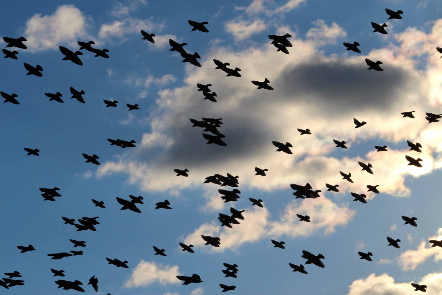 Bird Photography. Patterns in Nature. Original Print. Expansive Cloudy Blue Sky Photograph. Fine Art Print. Home Decor. 'Avian Air Raid' - NancyJCreates