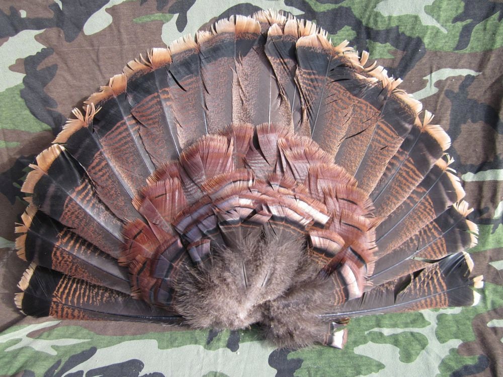 Eastern Wild Turkey Tail Fan by Manland on Etsy