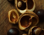 Chestnuts 3 Signed Print, Chestnuts Photo, Food Photography, Dark Rustic Kitchen Decor, Brown and Black Color Fine Art Photograph Wall Prin - MySweetReveries