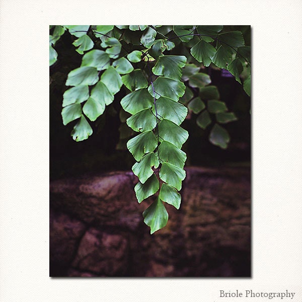 Nature Photograph - "Botany" Botanical Leaf Art Photograph. Dark Green and Brown Print, Affordable 8"x10" Modern Fine Art Photo. - Briole