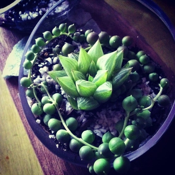 items similar to succulent terrarium half moon semi shade loving mini succulent terrarium on etsy items similar to succulent terrarium half moon semi shade loving mini succulent terrarium on etsy