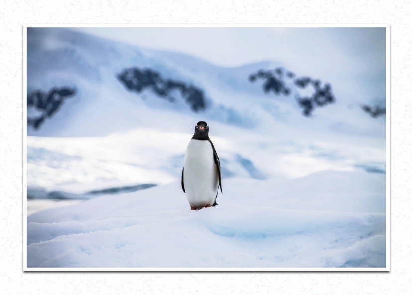 Curiosity, penguins, Antarctica, Nature Photography, Fine Art Photography, Home Decor - SummitsPhotography