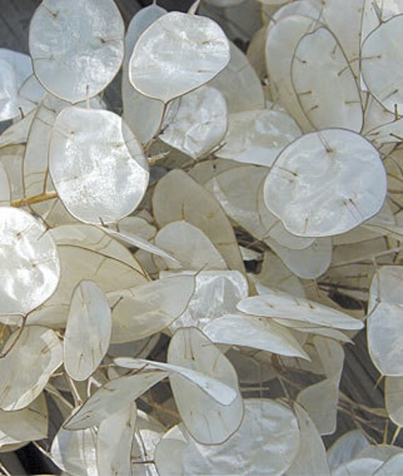 Honesty Money Plant Excellent for Dried by qualityseeds on Etsy