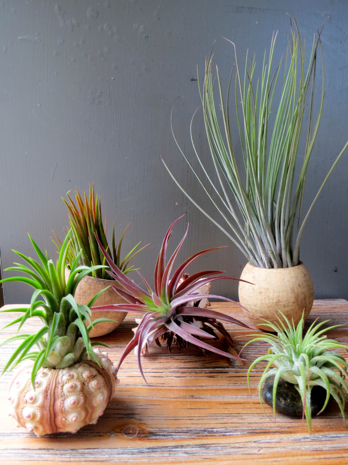 Tillandsia Air Plant Display Collection by AirPlantDesignCenter