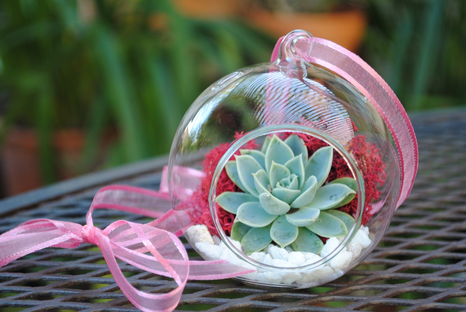 Valentine's Terrarium SPECIAL- FREE shipping for limited time - One DIY kit with glass orb, succulent, pink moss and white pebbles - SucculentsAndMore1