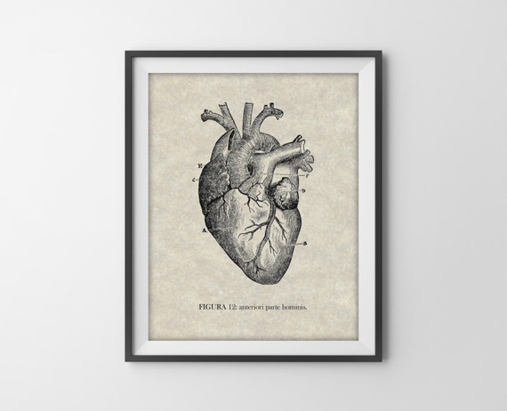 Vintage Heart Anatomy Art Print Antique By Bysamantha On Etsy