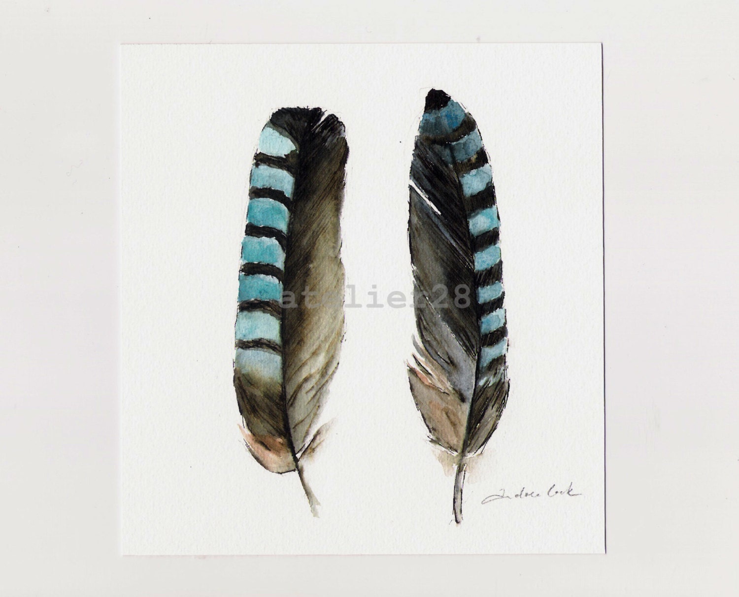 original ink and watercolor painting of two jay feathers