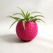 Fucshia & Silver Dots Air Plant Pod with Air Plant